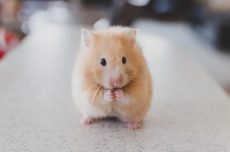 Hamster Bakımı: Kafes, Beslenme ve Sağlık