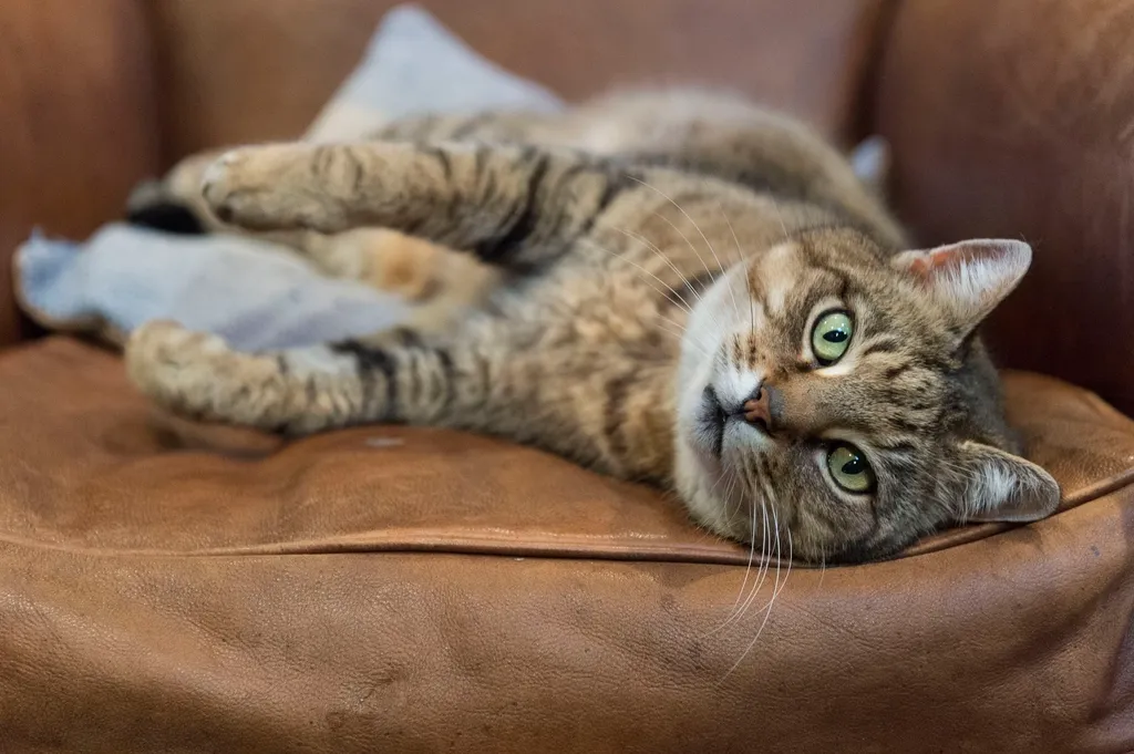 Kedi Bakım Rehberi: Tüm Yazılarımız