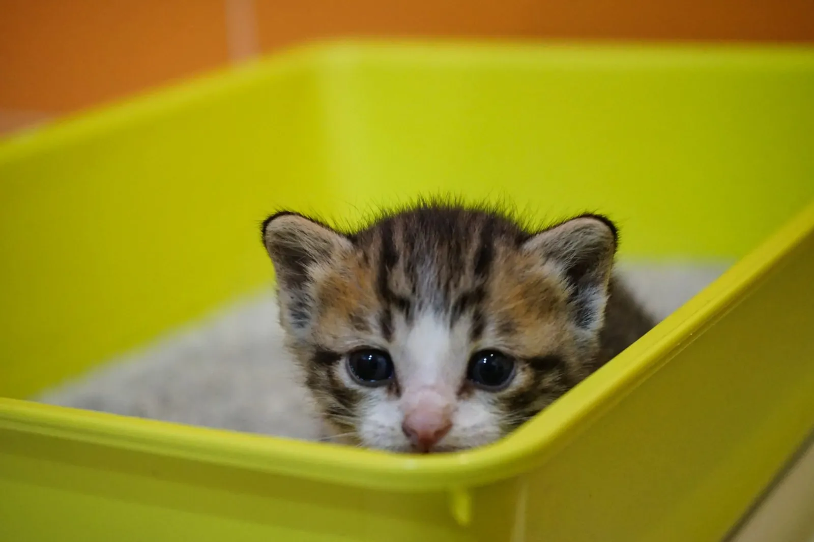 Kedi Kumu ve Tuvalet Eğitimi: Kum Seçimi, Kap Yerleşimi ve Sorun Çözme
