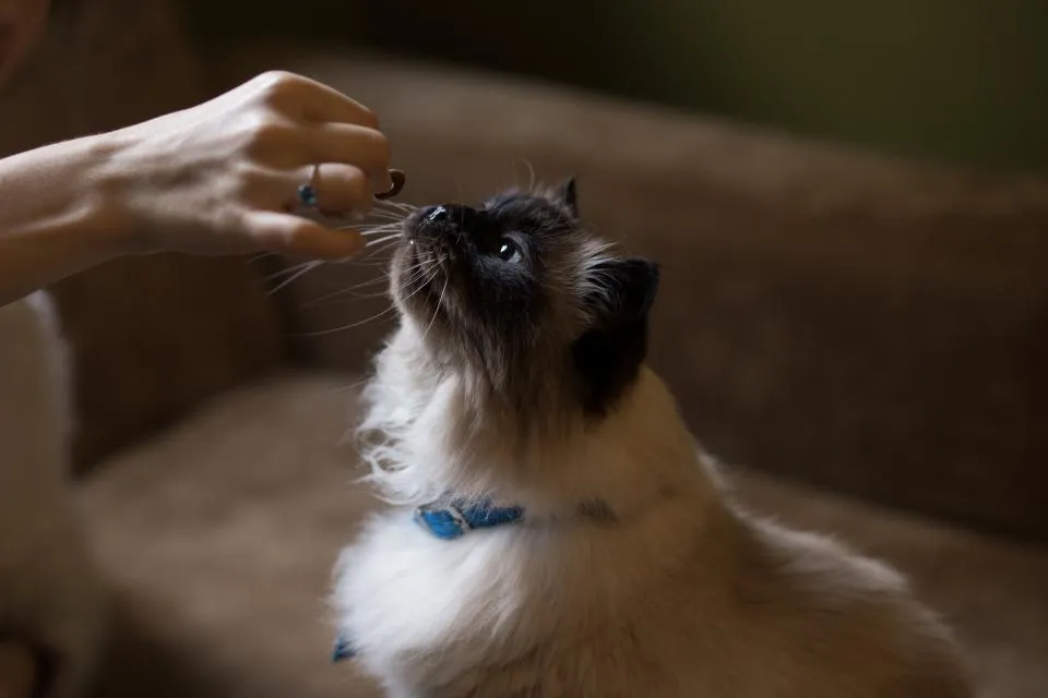 Kedi Maması Nasıl Seçilir? Kuru, Yaş ve Tahılsız
