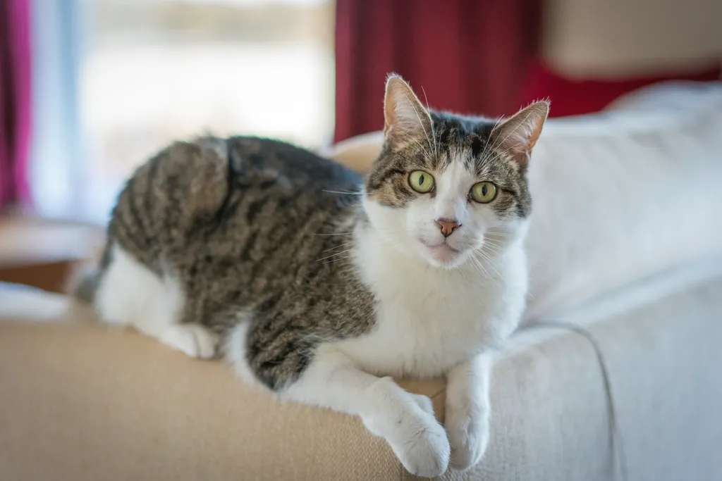Kedi Sahiplenmeden Önce Bilmeniz Gereken 12 Şey