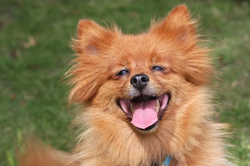 Kedi ve Köpeklerde Diş Sağlığı: Diş Taşı, Bakım ve Uyarı Belirtileri