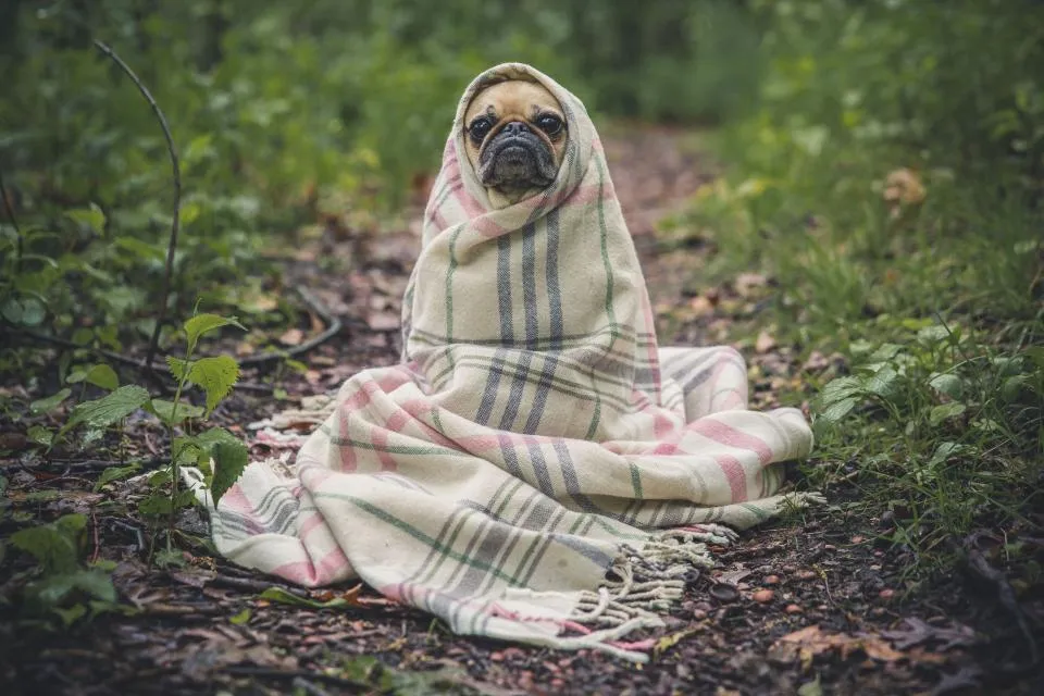 Köpek Bakım Rehberi: Tüm Yazılarımız