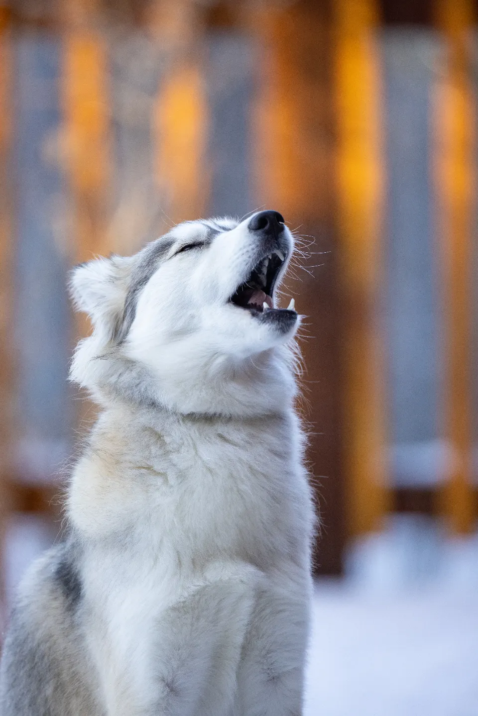 Köpek Havlama Sorunu: Nedenleri ve Çözümü