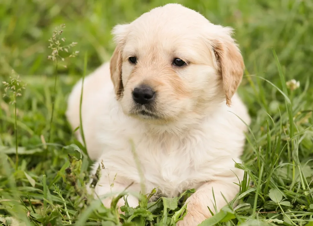 Köpek Maması Nasıl Seçilir? Yavru, Yetişkin ve Irka Göre