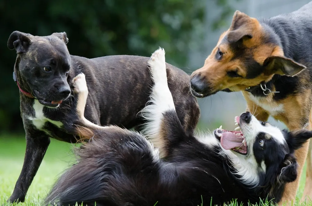 Köpek Vücut Dili: Stres, Korku, Rahatlama ve Oyun İşaretleri