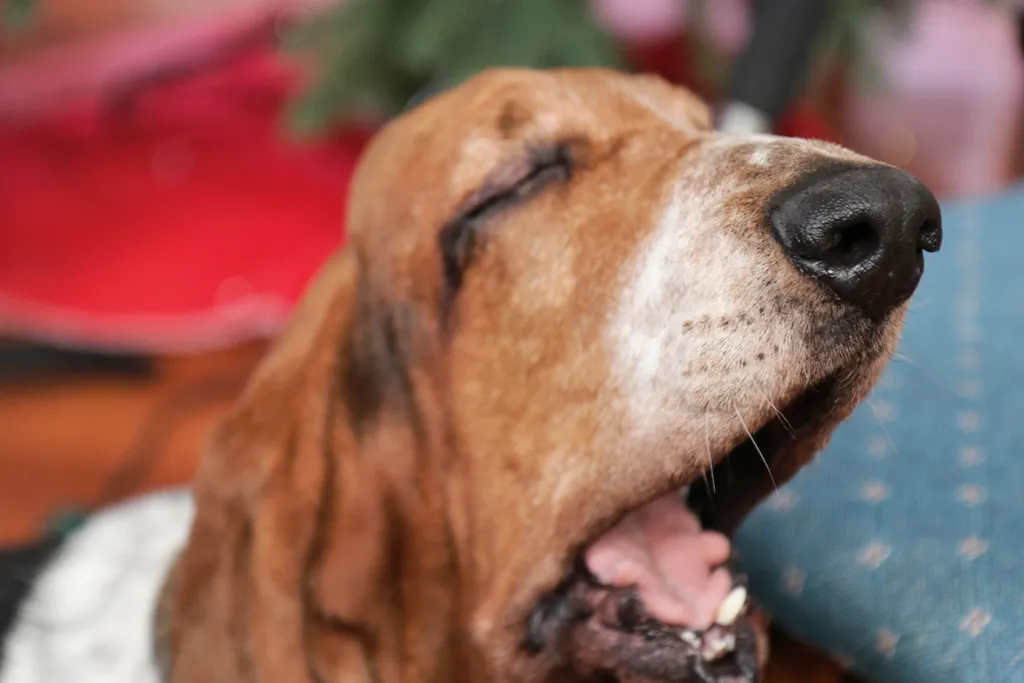 Yaşlı Hayvan Bakımı: Kedi ve Köpeklerde