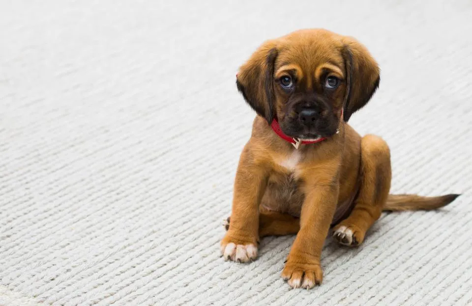 Yavru Köpek: Eve Alışma ve Tuvalet Eğitimi