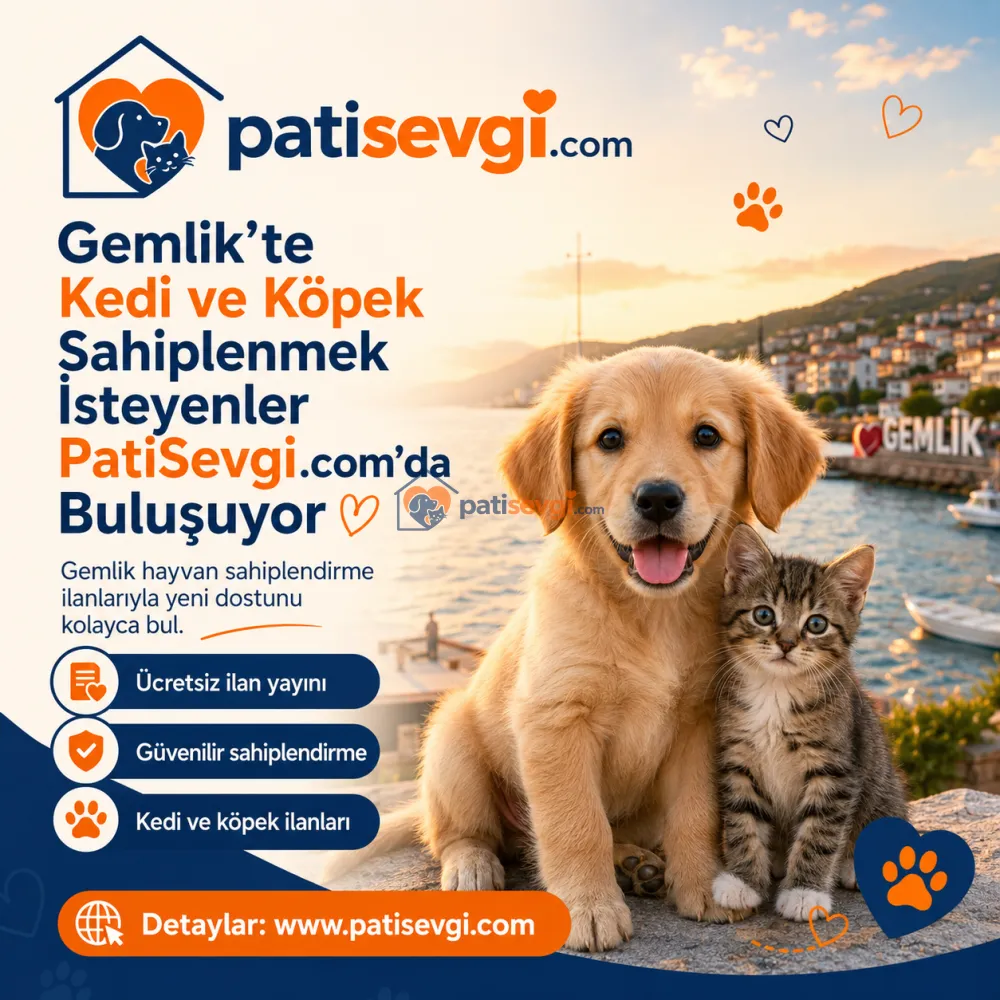 Gemlik’te Kedi ve Köpek Sahiplenmek İsteyenler PatiSevgi.com’da Buluşuyor