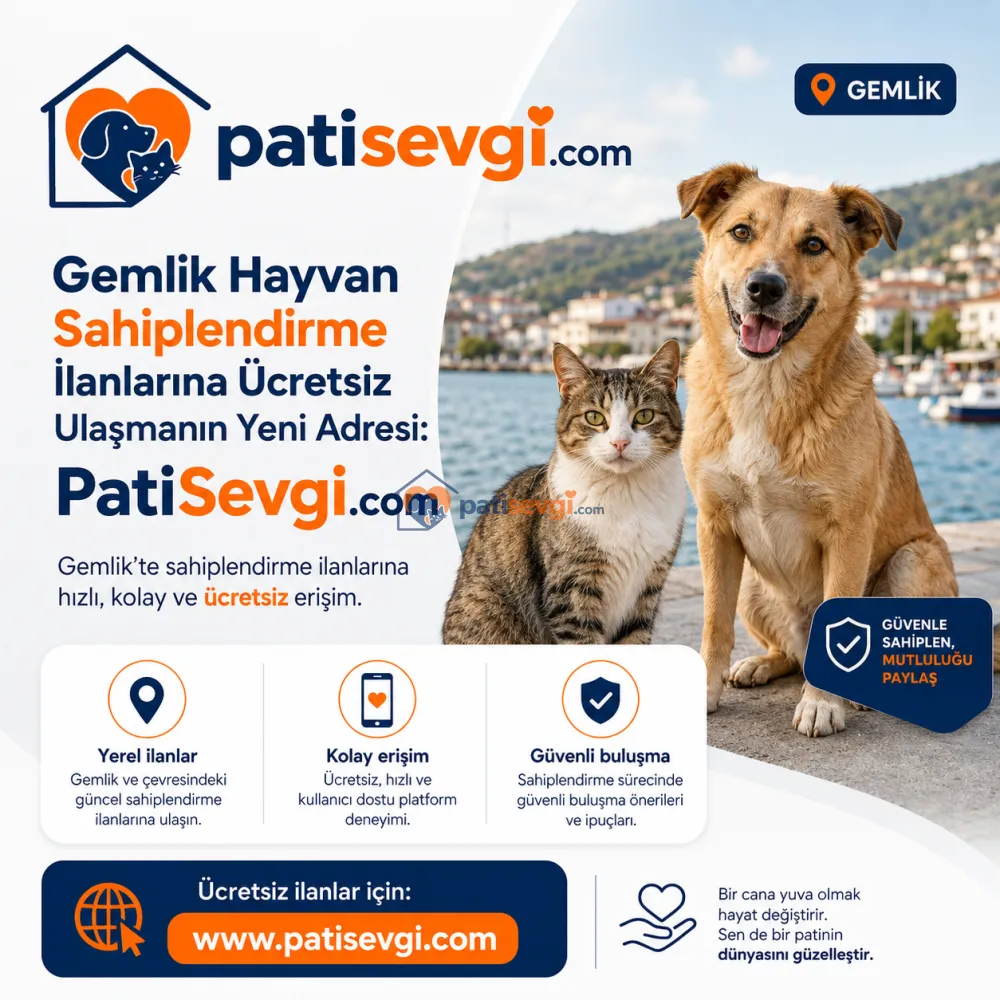 Gemlik Hayvan Sahiplendirme İlanlarına Ücretsiz Ulaşmanın Yeni Adresi: PatiSevgi.com