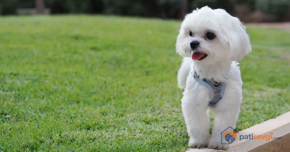 Maltese Terrier Sahiplenmek: Karakteri, Bakımı ve Dikkat Edilecekler