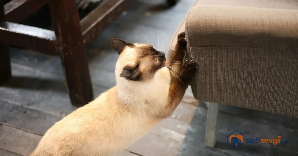Kedi Tırmalama: Neden Yapar, Tırmalama Tahtası Nasıl Seçilir ve Mobilyalar Nasıl Korunur?