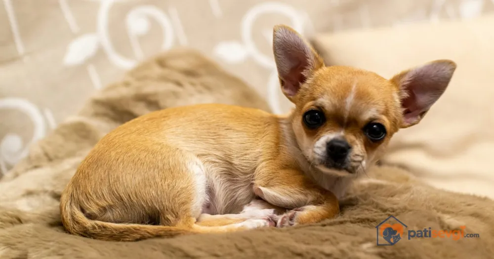 Chihuahua: Karakteri, Kimlere Uygun ve Günlük Bakımı
