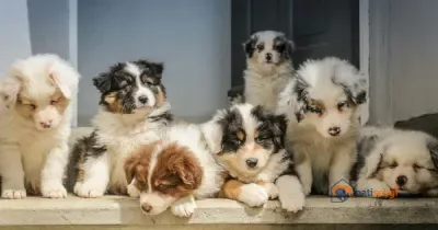 Yavru Köpek Sahiplenmek: Kaç Haftalık Olmalı, Teslim Alma ve İlk Hafta