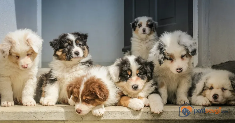 Yavru Köpek Sahiplenmek: Kaç Haftalık Olmalı, Teslim Alma ve İlk Hafta