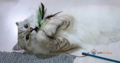 Kedi Oyunları ve Zeka Oyuncakları: Evde Kedinizi Nasıl Oyalarsınız?