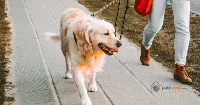 Köpek Tasmayı Çekiyor: Gevşek Tasmayla Yürüme Eğitimi Adım Adım