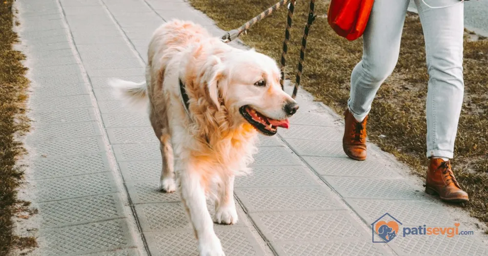 Köpek Tasmayı Çekiyor: Gevşek Tasmayla Yürüme Eğitimi Adım Adım