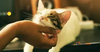 Kediler Neden Mırlar? Kedi Sesleri ve Vücut Dili Rehberi