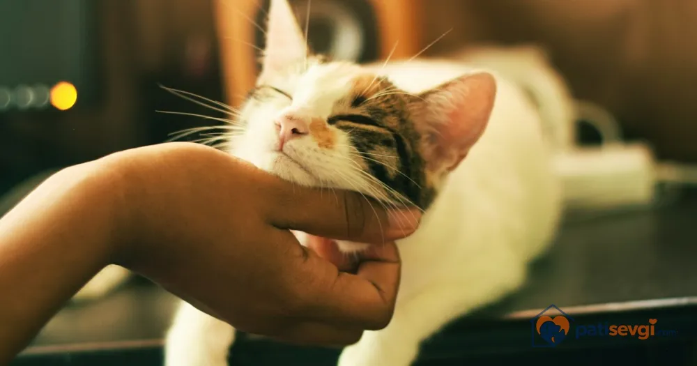 Kediler Neden Mırlar? Kedi Sesleri ve Vücut Dili Rehberi