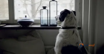 Köpeklerde Ayrılık Kaygısı: Belirtileri ve Evde Yalnız Kalma Alıştırması