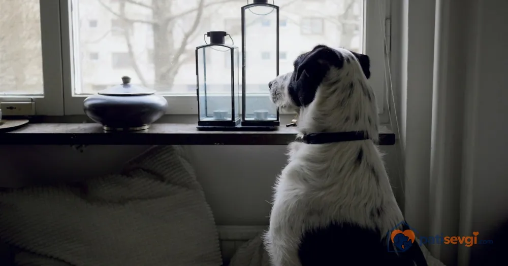 Köpeklerde Ayrılık Kaygısı: Belirtileri ve Evde Yalnız Kalma Alıştırması
