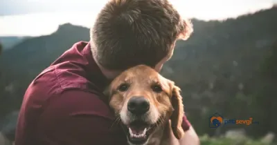 Yetişkin Köpek Sahiplenmek: Doğru Köpeği Tanımak ve Yeni Evine Alıştırmak