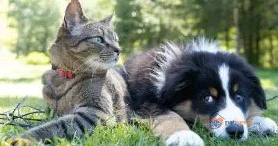 Kediyle Köpeği Tanıştırmak: Adım Adım Güvenli Tanışma Rehberi