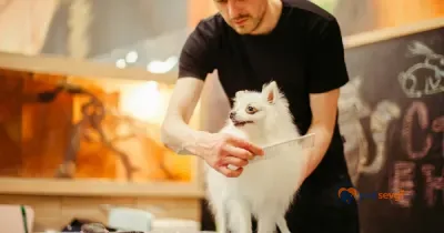 Köpek Tüy Bakımı ve Banyo Sıklığı: Tüy Tipine Göre Rehber