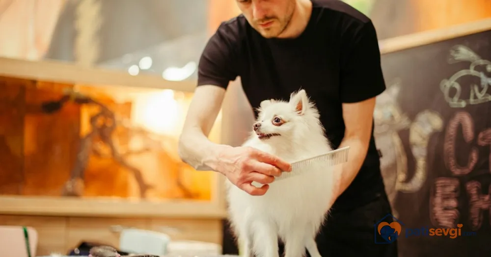 Köpek Tüy Bakımı ve Banyo Sıklığı: Tüy Tipine Göre Rehber