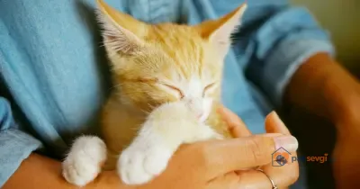 Yavru Kedi Sahiplenmek: Kaç Haftalık Olmalı, İlk Gün Nasıl Hazırlanılır?