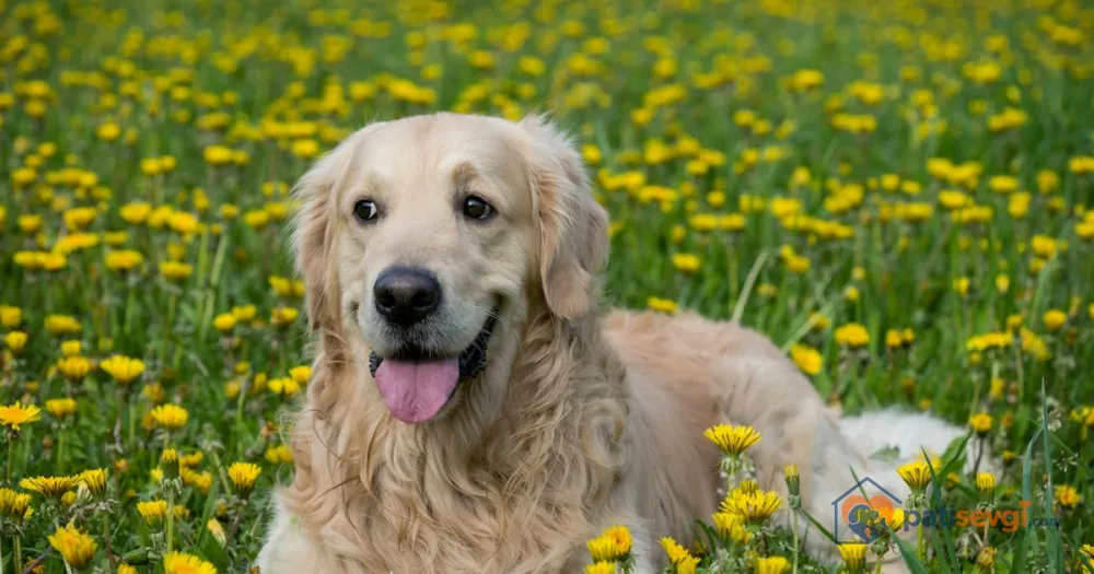 Golden Retriever: Karakteri, Kimlere Uygun ve Günlük Bakımı