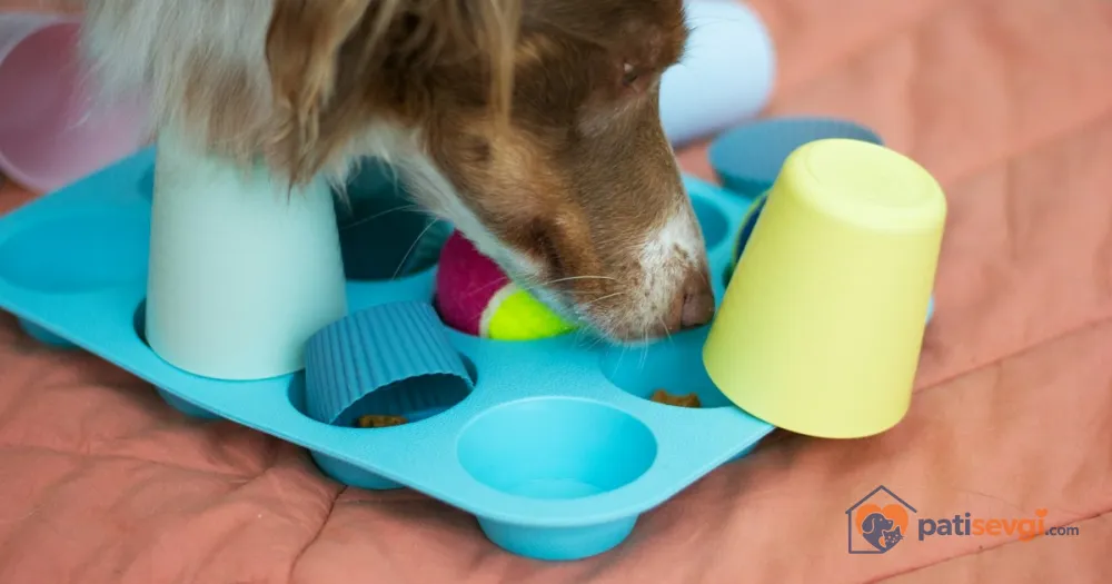 Köpekler İçin Evde Zeka ve Koklama Oyunları: Kolaydan Zora 8 Oyun