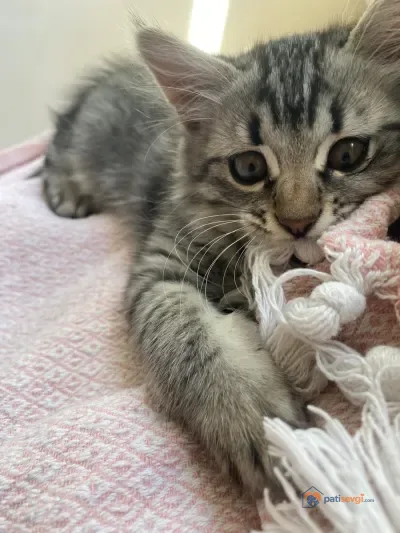 Minik misafirime yuva arıyorum - fotoğraf 4