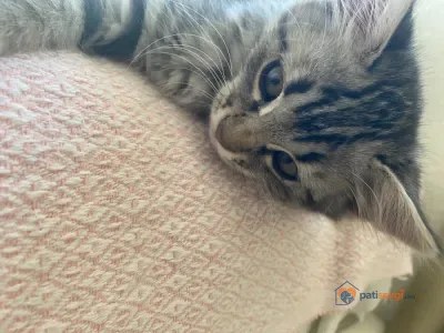 Minik misafirime yuva arıyorum - fotoğraf 5