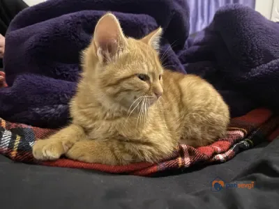 Yavru sarman kedi - Ankara Çankaya Ücretsiz Kediler Sahiplendirme Sarman