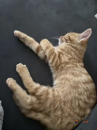 Yavru sarman kedi - fotoğraf 3