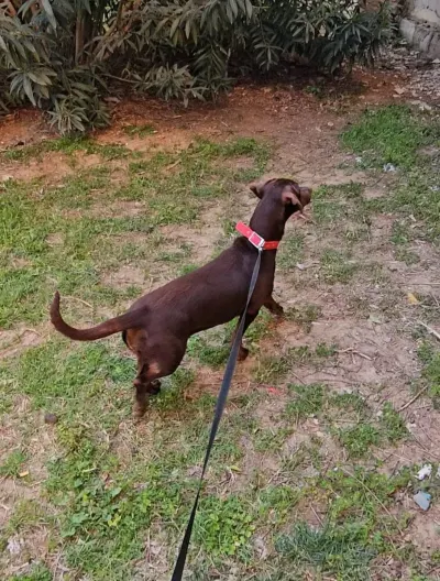1 yaşında chocolate labrador ve pointer melezi - Antalya Kepez Ücretsiz Köpekler Sahiplendirme chocolate labrador ve pointer melezi