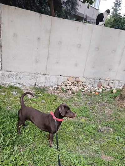 1 yaşında chocolate labrador ve pointer melezi - fotoğraf 2