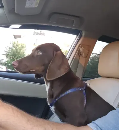 1 yaşında chocolate labrador ve pointer melezi - fotoğraf 4