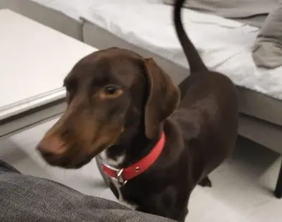 Roxy 1yaşında - Antalya Kepez Ücretsiz Köpekler Sahiplendirme chocolate labrador ve pointer melezi