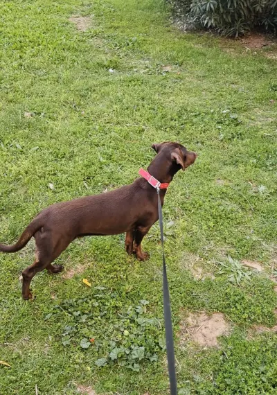 Roxy 1yaşında - fotoğraf 3