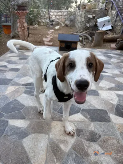 Ücretsiz Sahiplendirme - Balıkesir Edremit Ücretsiz Köpekler Sahiplendirme Beagle