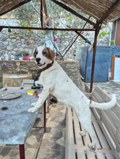 Ücretsiz Sahiplendirme - fotoğraf 2
