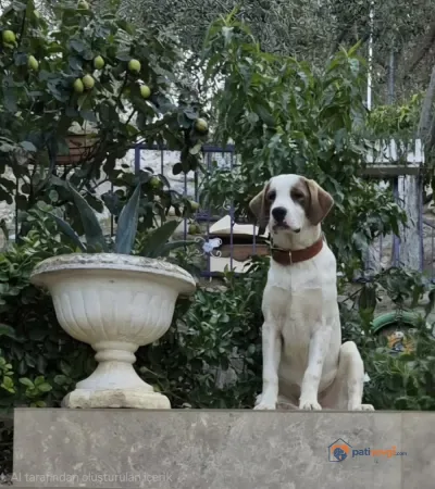 Ücretsiz Sahiplendirme - fotoğraf 4