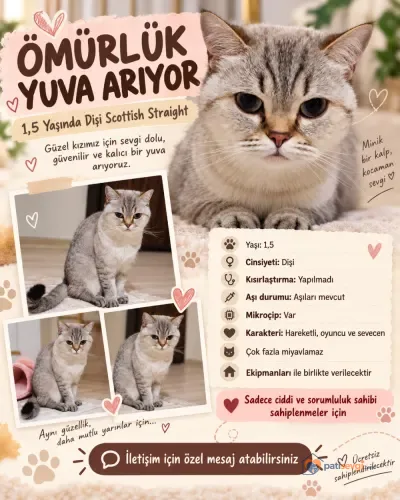 1-3 yaşında sevimli Scottish straight dişi kedi sıcak bir yuva bekliyor - Bursa Gemlik Ücretsiz Kediler Sahiplendirme Scottish straight