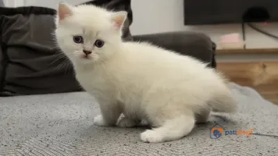 4 aylık sahiplendirme - Bursa Orhangazi Ücretsiz Kediler Sahiplendirme Scottish Fold