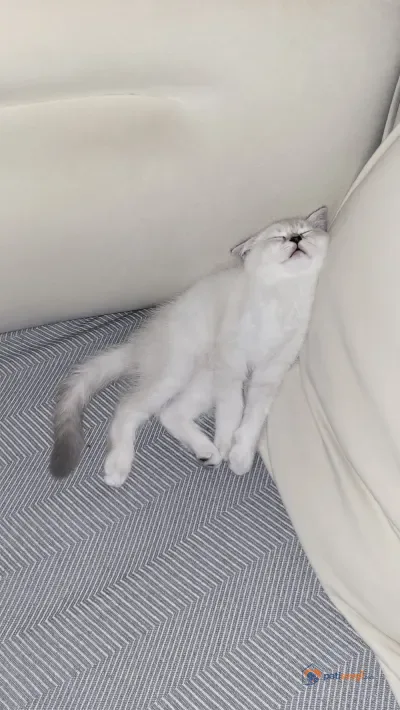 4 aylık sahiplendirme - fotoğraf 2