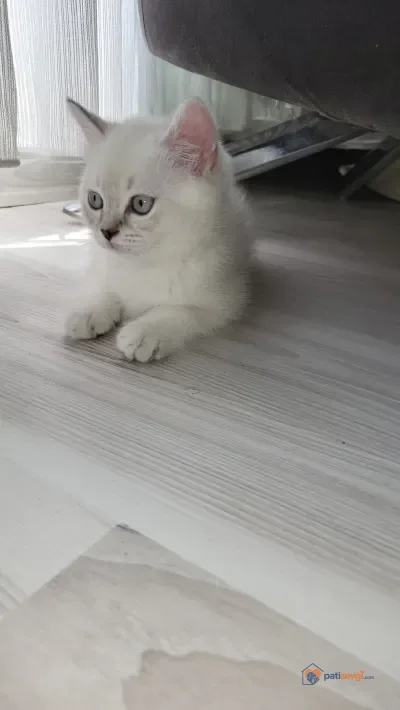 4 aylık sahiplendirme - fotoğraf 3