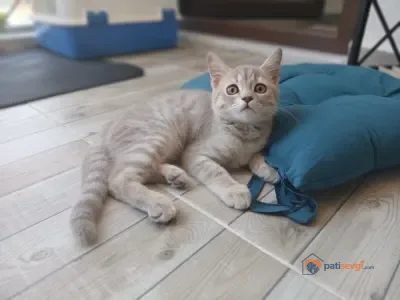 Sahiplendirme - Bursa Osmangazi Ücretsiz Kediler Sahiplendirme British Shorthair